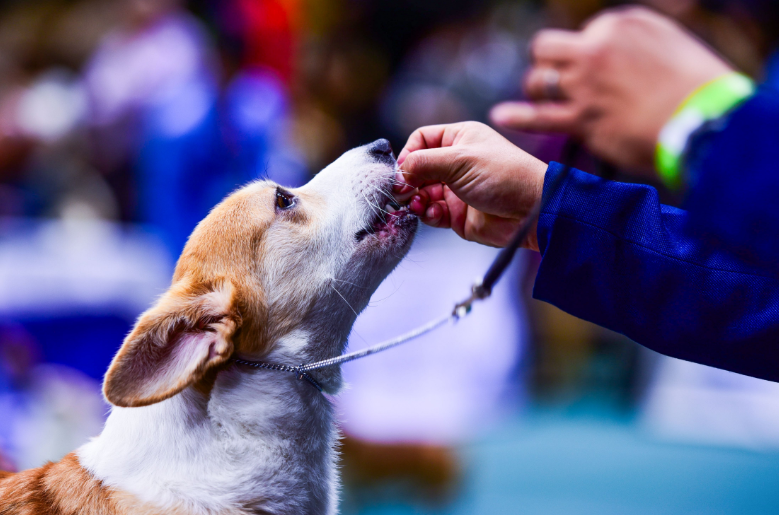 'Good boy!' Dogs do understand us, says new study